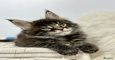 Maine Coon cats - Advert 9