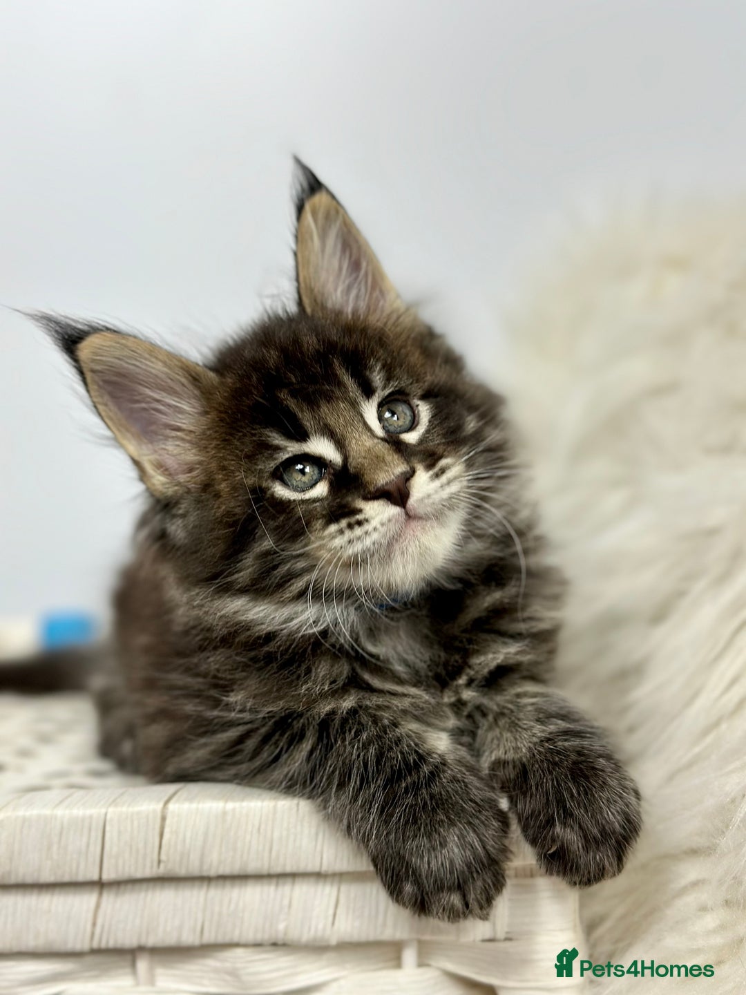 Maine Coon cats for sale: Gorgeous Pure Breed Maine Coon Kittens - Image 2