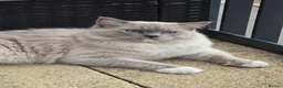 Ragdoll cats for sale: Gucci - Advert 4