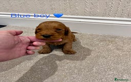 Cockapoo dogs for sale: ADORABLE COCKAPOO PUPPIES BOTH PARENTS ARE HERE  - Image 8