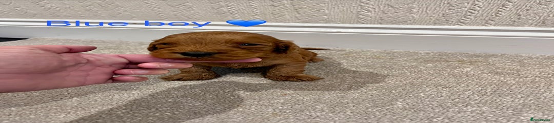Cockapoo Puppy 1