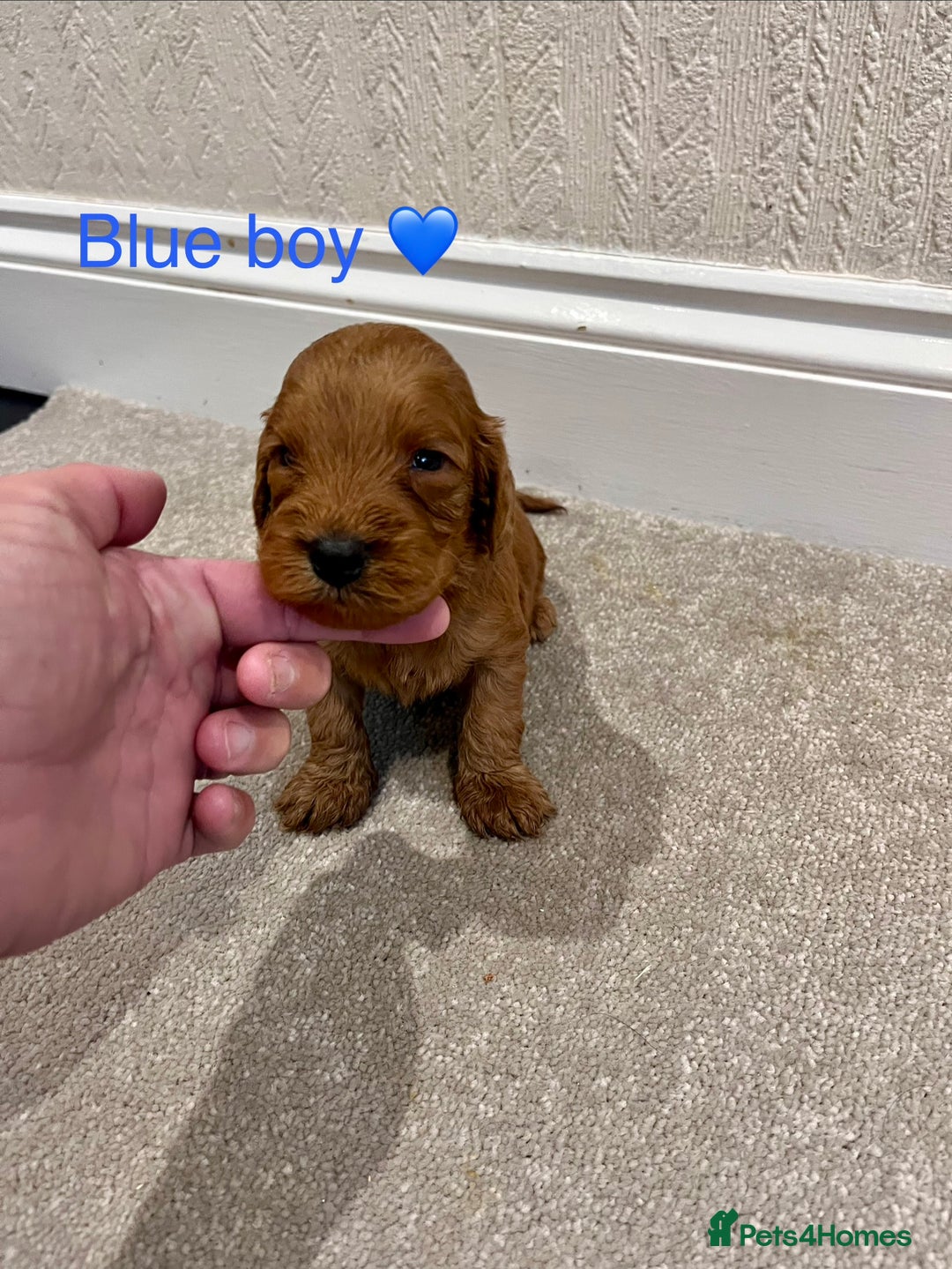Cockapoo dogs for sale: ADORABLE COCKAPOO PUPPIES BOTH PARENTS ARE HERE  - Image 8