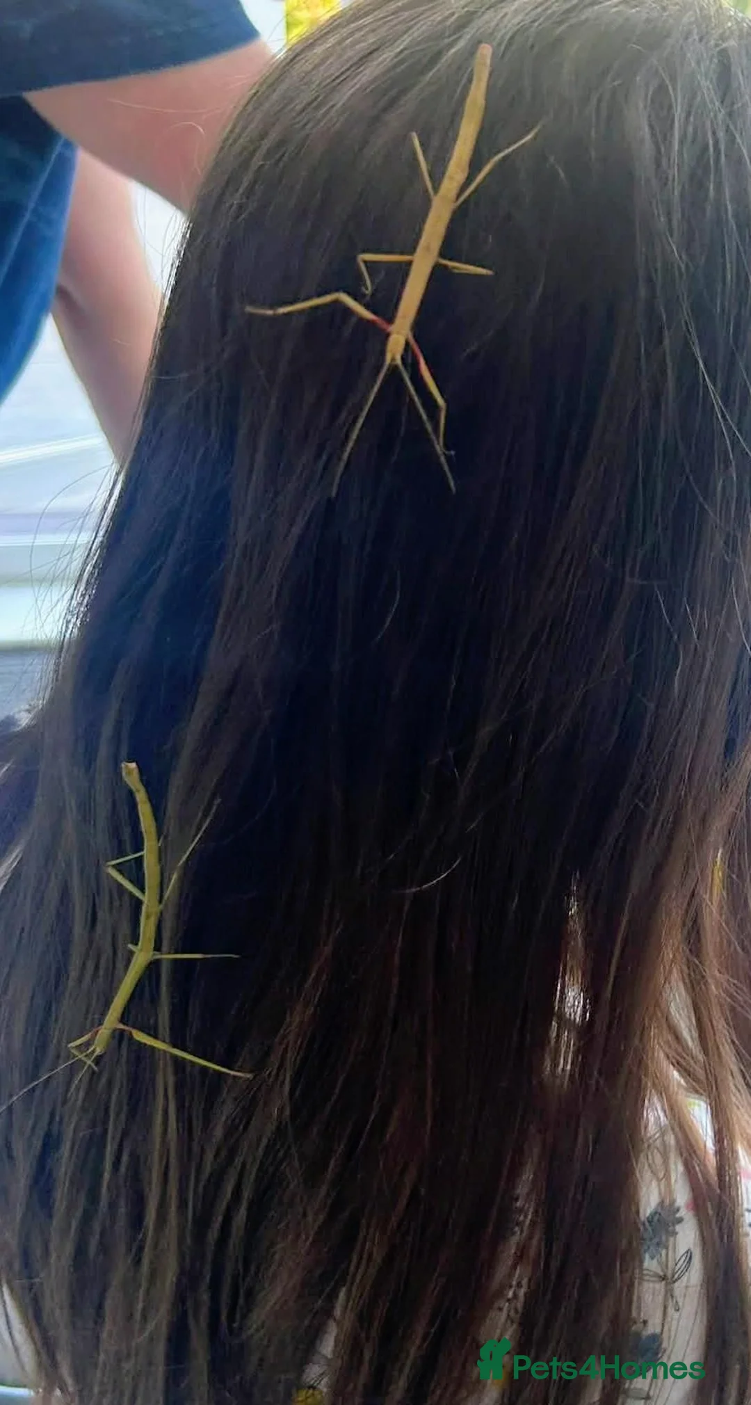 Stick Insects invertebrates for sale: Indian Stick Insects - Adults, Nympths and Eggs - Advert 4