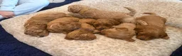 Cavapoo dogs for sale: Gorgeous Cavapoo Puppies 5girls 2boys  - Advert 1