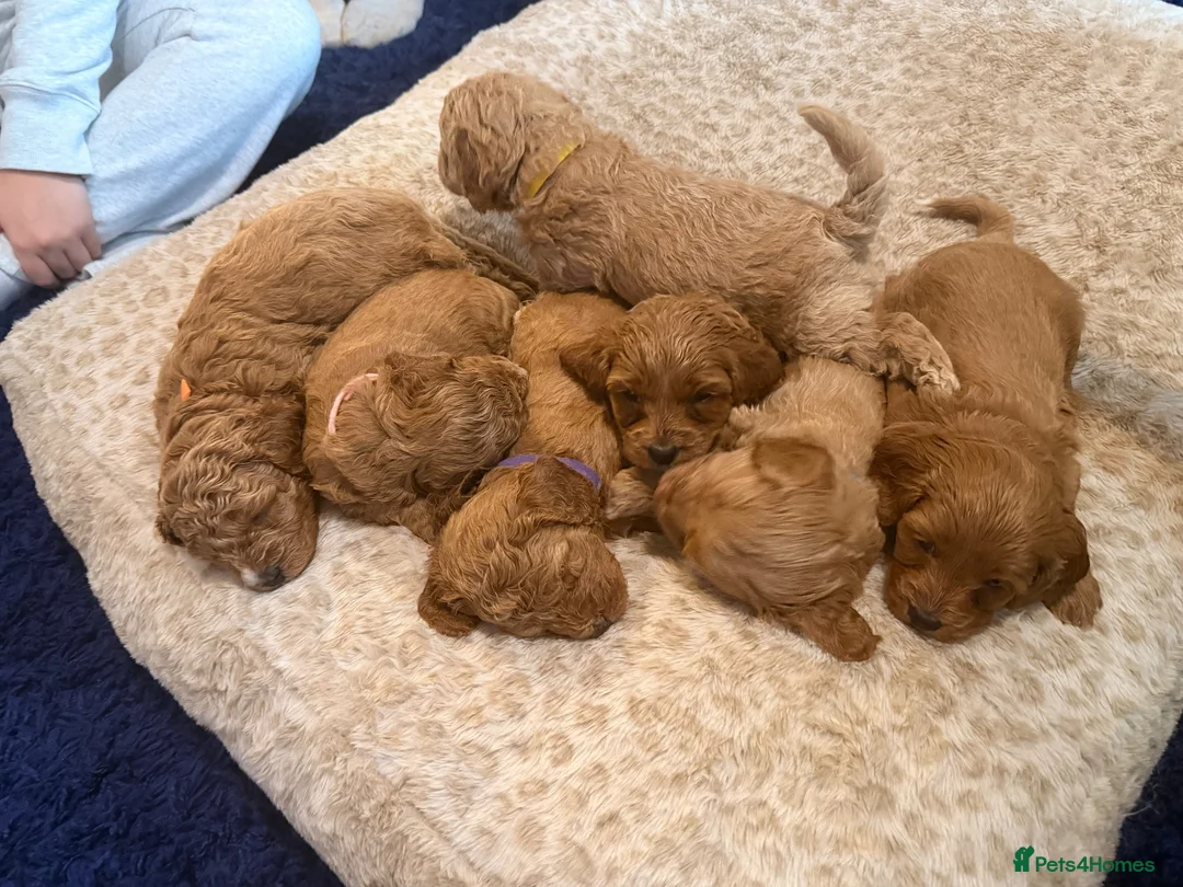 Cavapoo dogs for sale: Gorgeous Cavapoo Puppies 5girls 2boys  - Advert 1