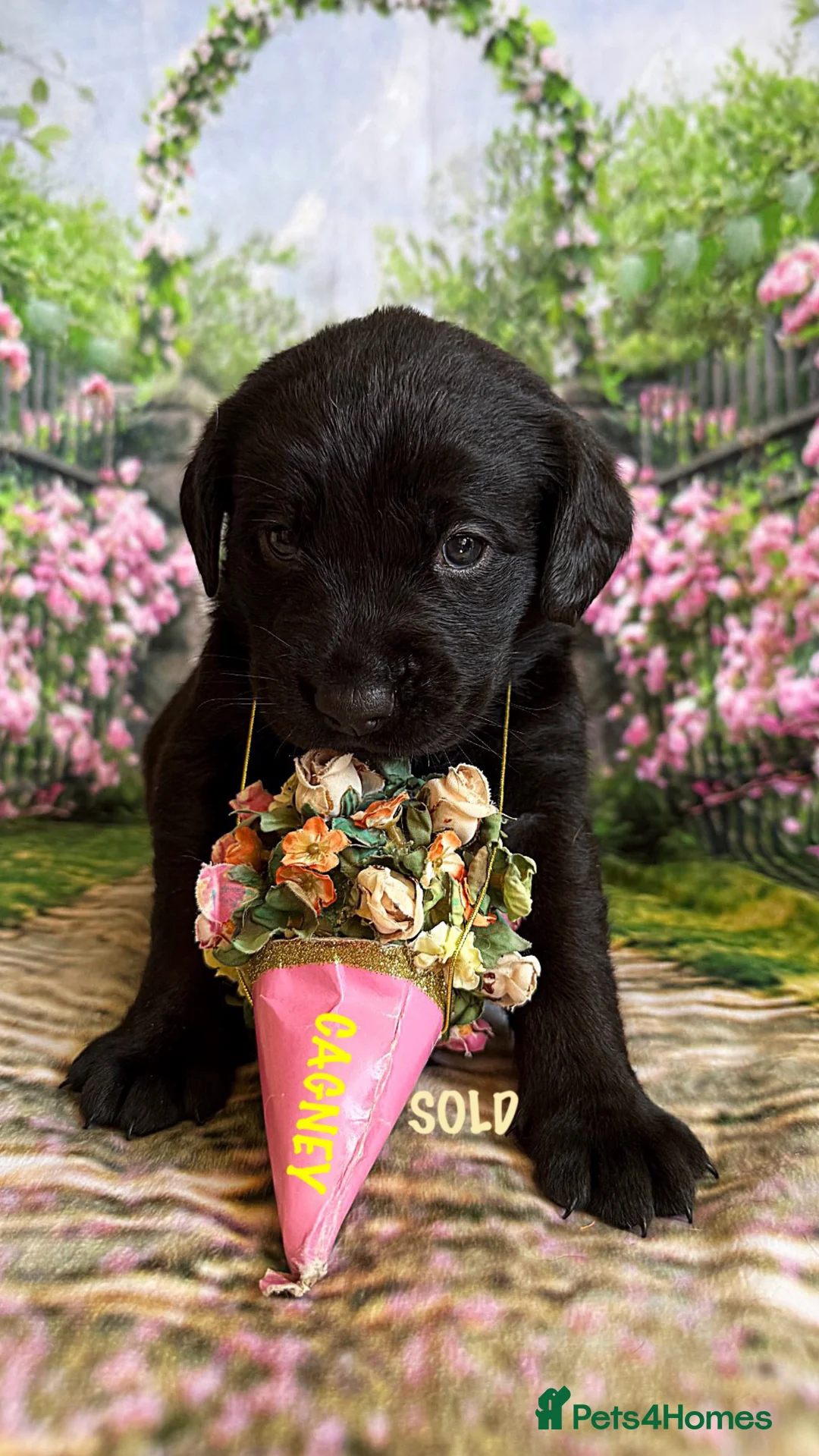 Labrador Retriever dogs for sale: KC PUPPY HUTCH  - Advert 2