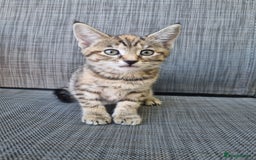 Mixed Breed cats for sale: 3 Bengal mix kittens ready for their new homes - Image 5