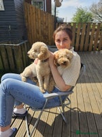 Toy Poodle dogs - Advert 1