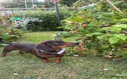 Miniature Dachshund dogs for stud: PROVEN beautiful miniature dachshund for stud  - Image 2