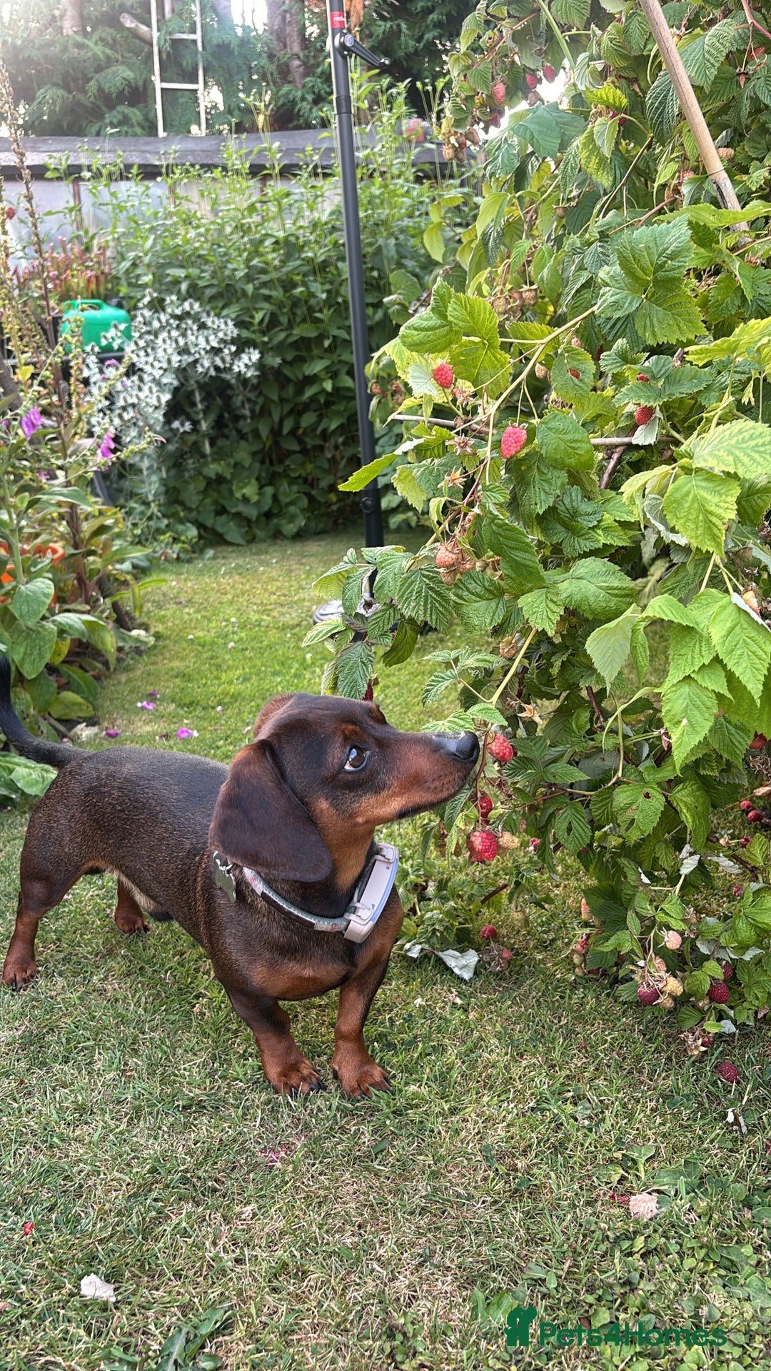 Miniature Dachshund dogs for stud: PROVEN beautiful miniature dachshund for stud  - Image 2