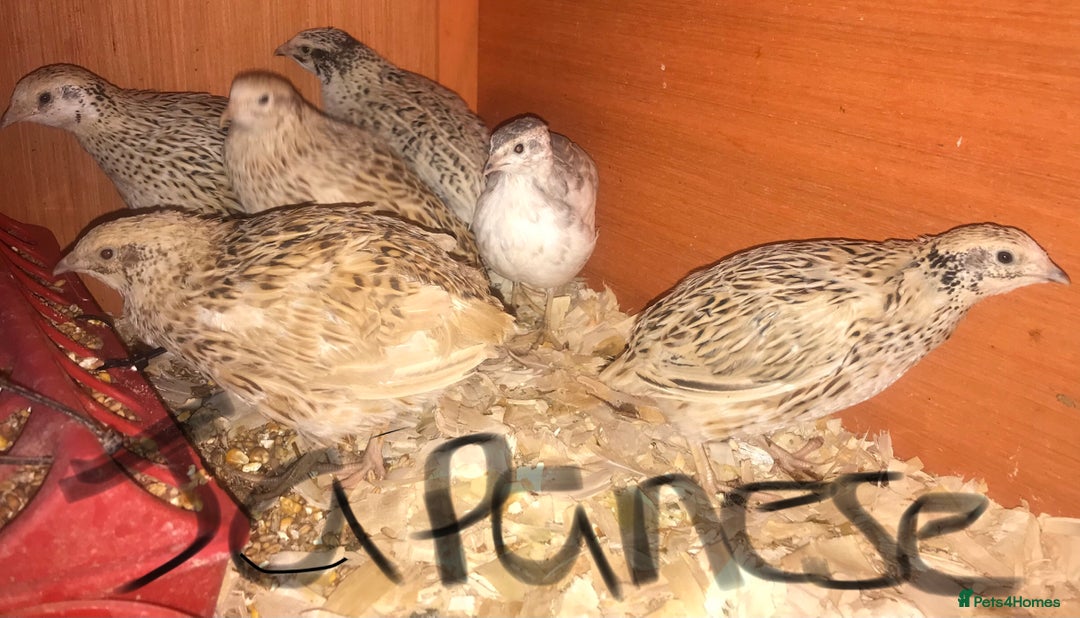 Quail poultry for sale: JAPANESE & JUMBO QUAILS ! - Image 2