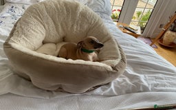 Italian Greyhound dogs for sale:  Beautiful Italian greyhound puppies  - Image 15