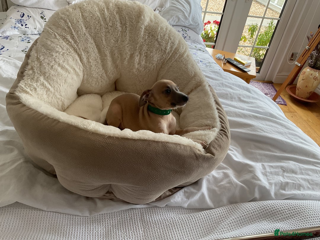 Italian Greyhound dogs for sale:  Beautiful Italian greyhound puppies  - Image 15