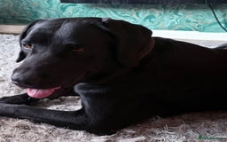 Labrador Retriever dogs for sale: Labrador pups - Image 18