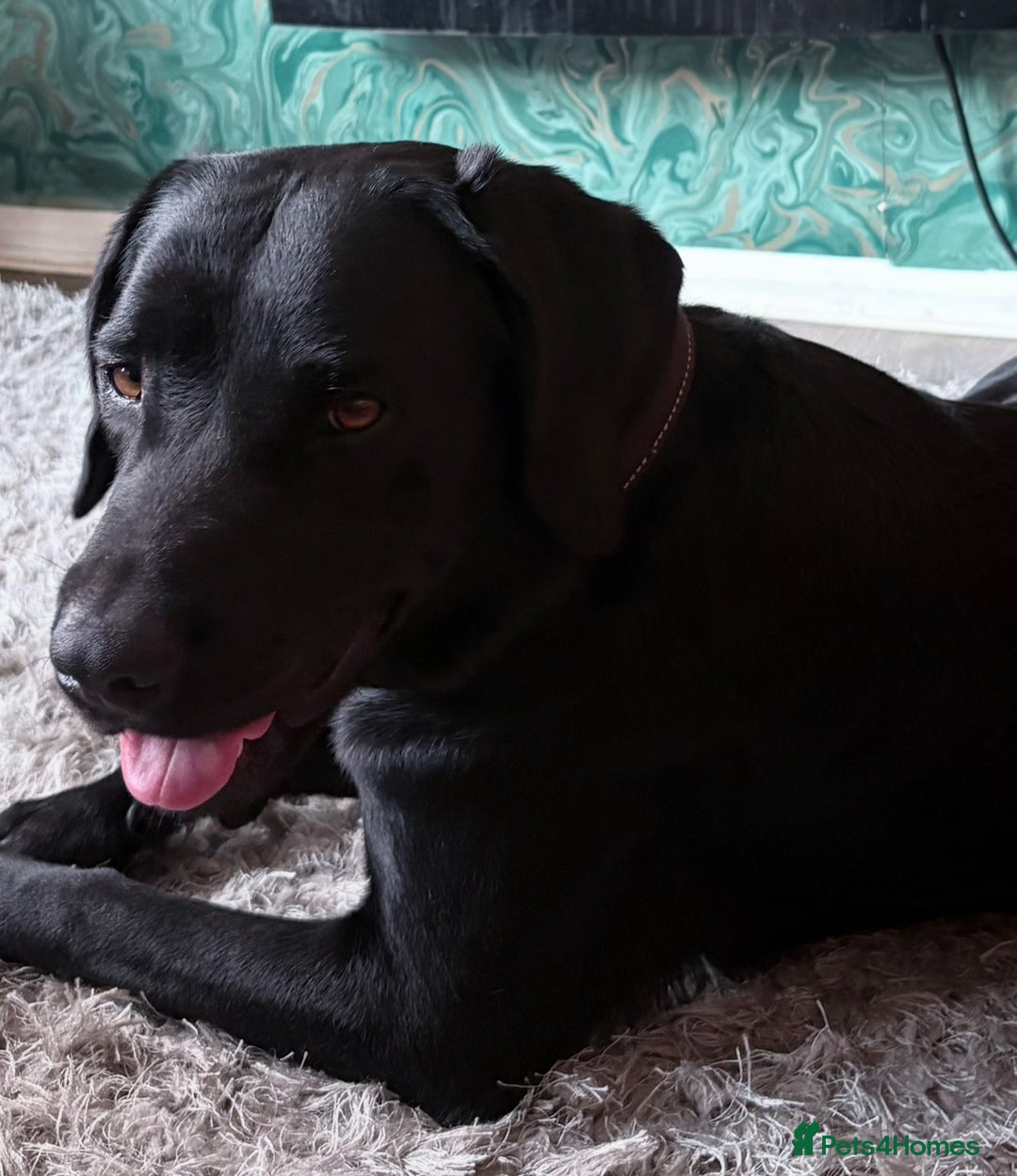 Labrador Retriever dogs for sale: Labrador pups - Image 18