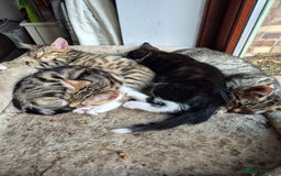 Mixed Breed cats for sale: 2 x male kittens - Image 8