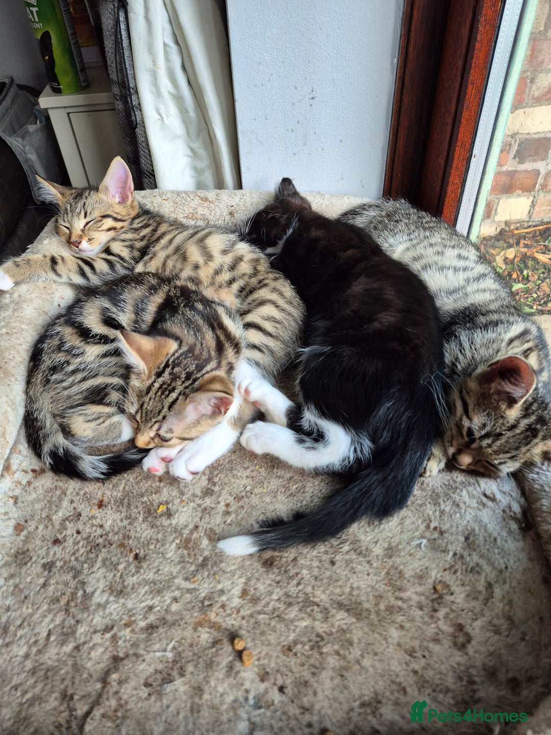 Mixed Breed cats for sale: 2 x male kittens - Image 8