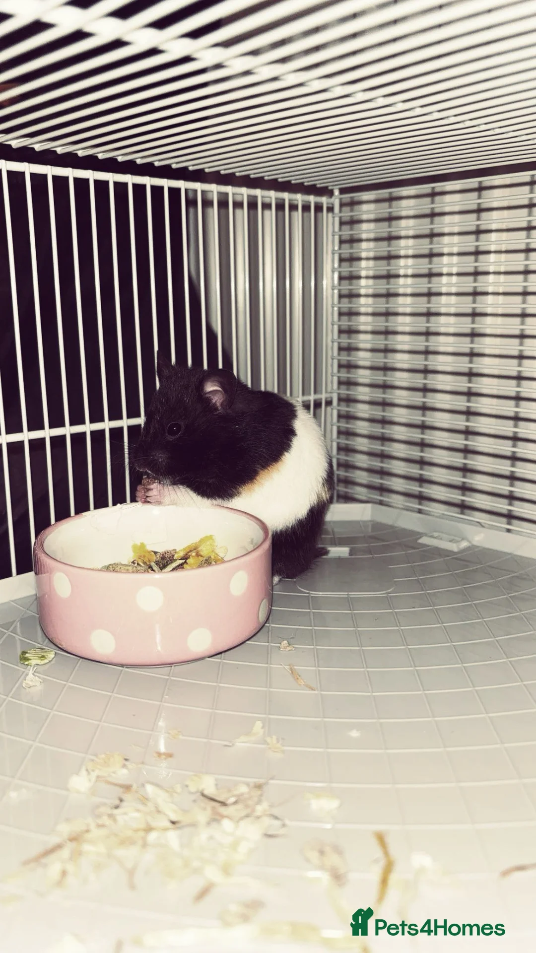 Hamster rodents for sale: Syrian Hamster in Preston - Advert 2