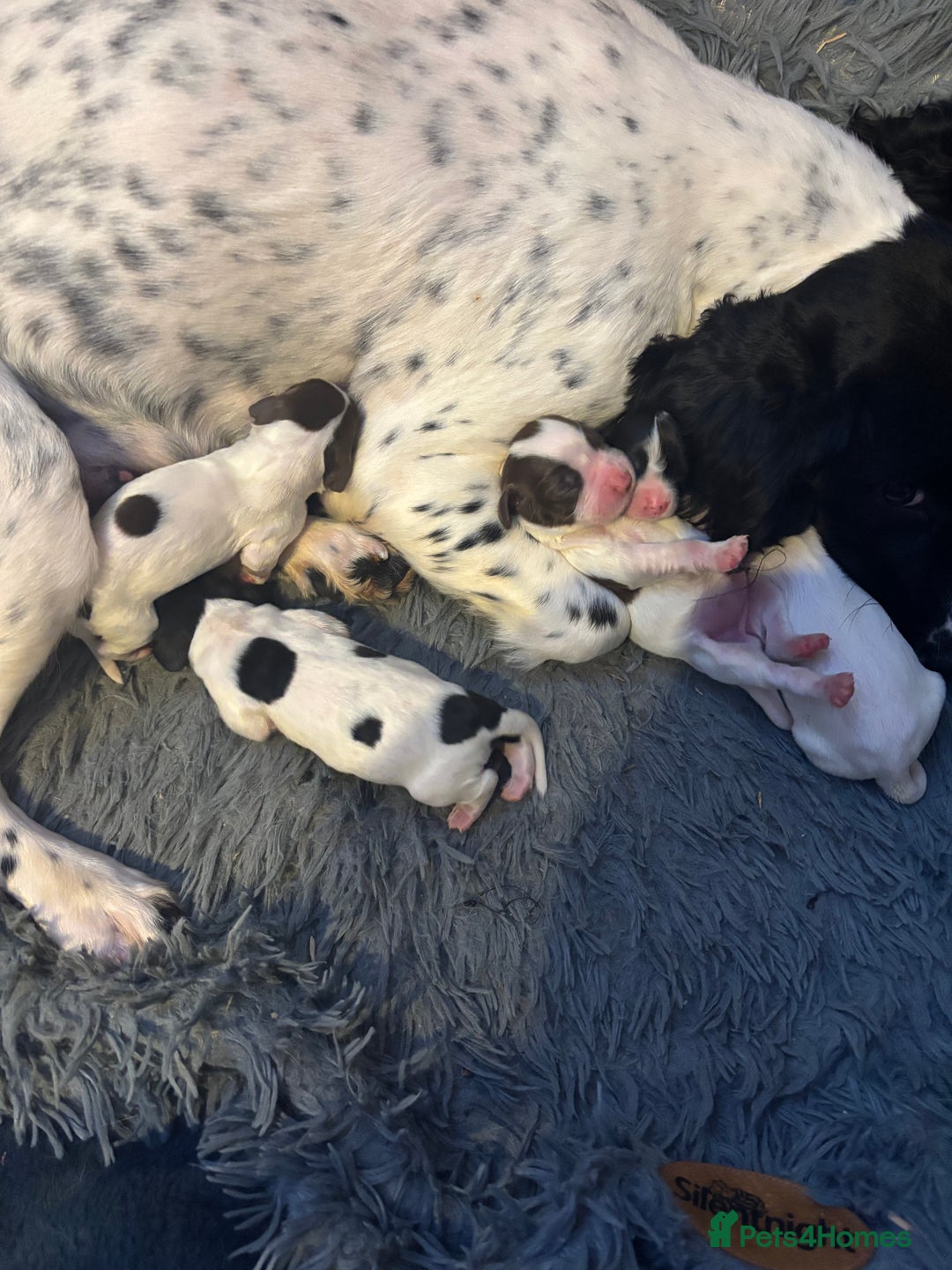 English Springer Spaniel dogs for sale: English Springer Spaniel Puppies  - Advert 25