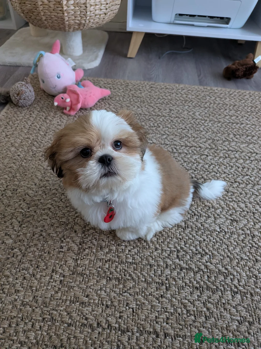 Shih Tzu dogs for sale: Imperial Shih Tzu male puppy in Welling - Advert 1