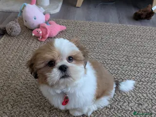 Shih Tzu dogs Imperial Shih Tzu male puppy - Advert 2