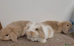 Mini Lop rabbits for sale: *Gorgeous baby mini lops, boys and girls* - Advert 5