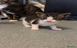 Domestic Shorthair cats for sale: 4 DSH kittens for sale - Image 5