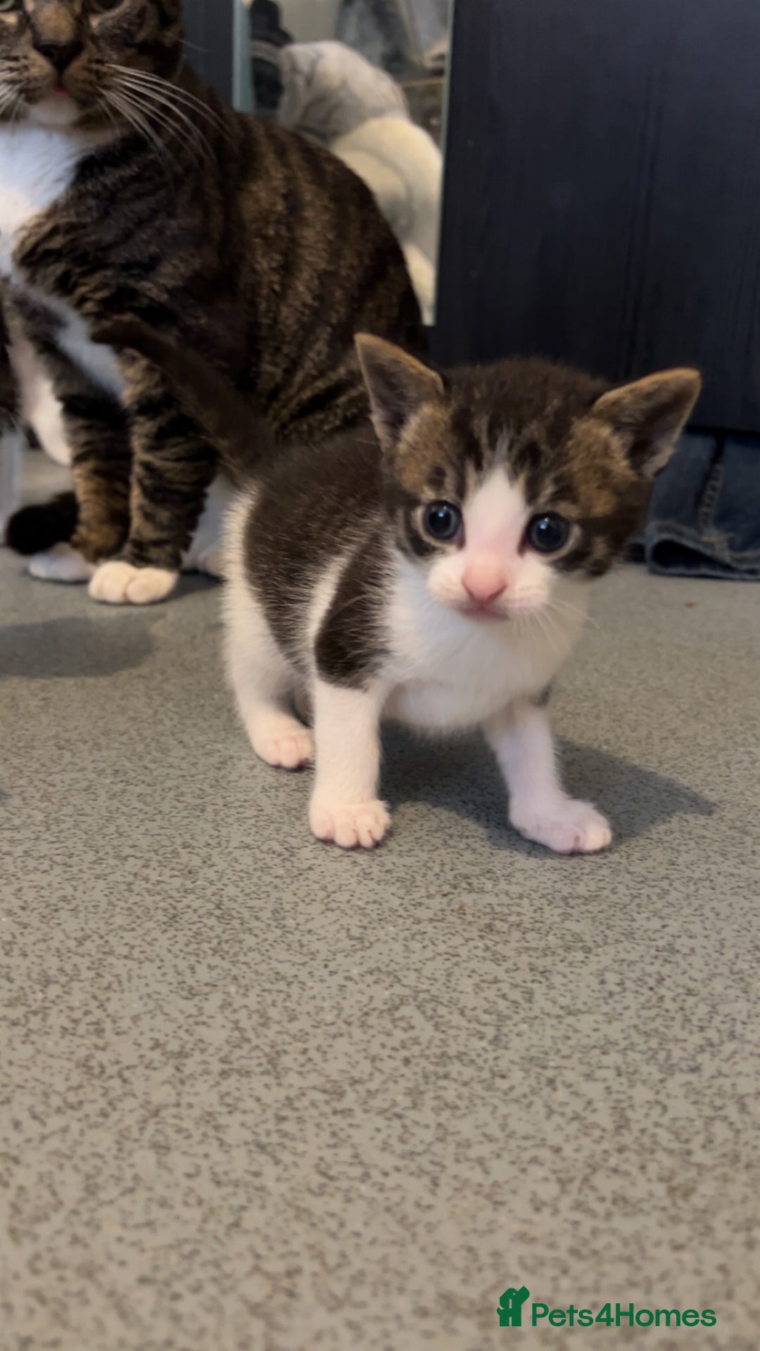 Domestic Shorthair cats for sale: 4 DSH kittens for sale - Image 5