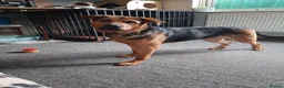 Mixed Breed dogs for sale: Narla  in Droitwich - Advert 5