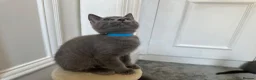Russian Blue cats for sale: Russian Blue Kittens - Advert 4