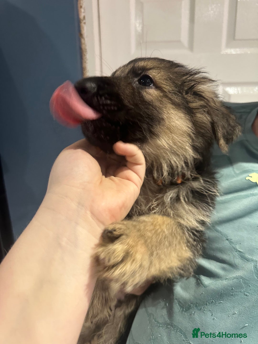 German Shepherd dogs for sale: German Shepherd puppies *Open to sensible offers* - Advert 19