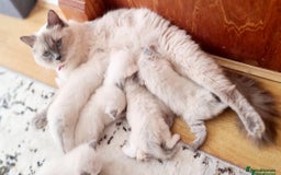 Ragdoll cats for sale: Ragdoll Kitten - Image 6