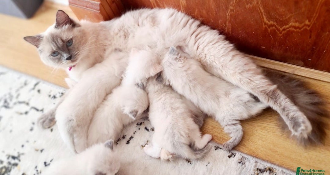 Ragdoll cats for sale: Ragdoll Kitten - Image 6