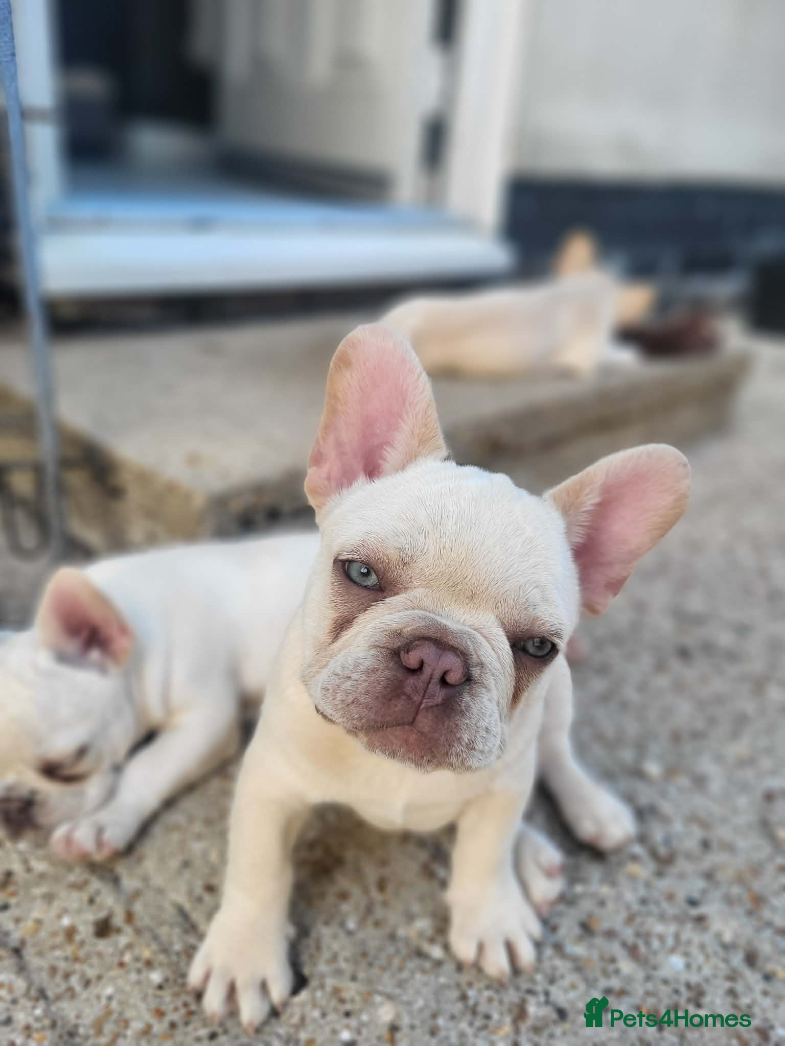French Bulldog dogs Cream adorable French bulldog puppie - Advert 14