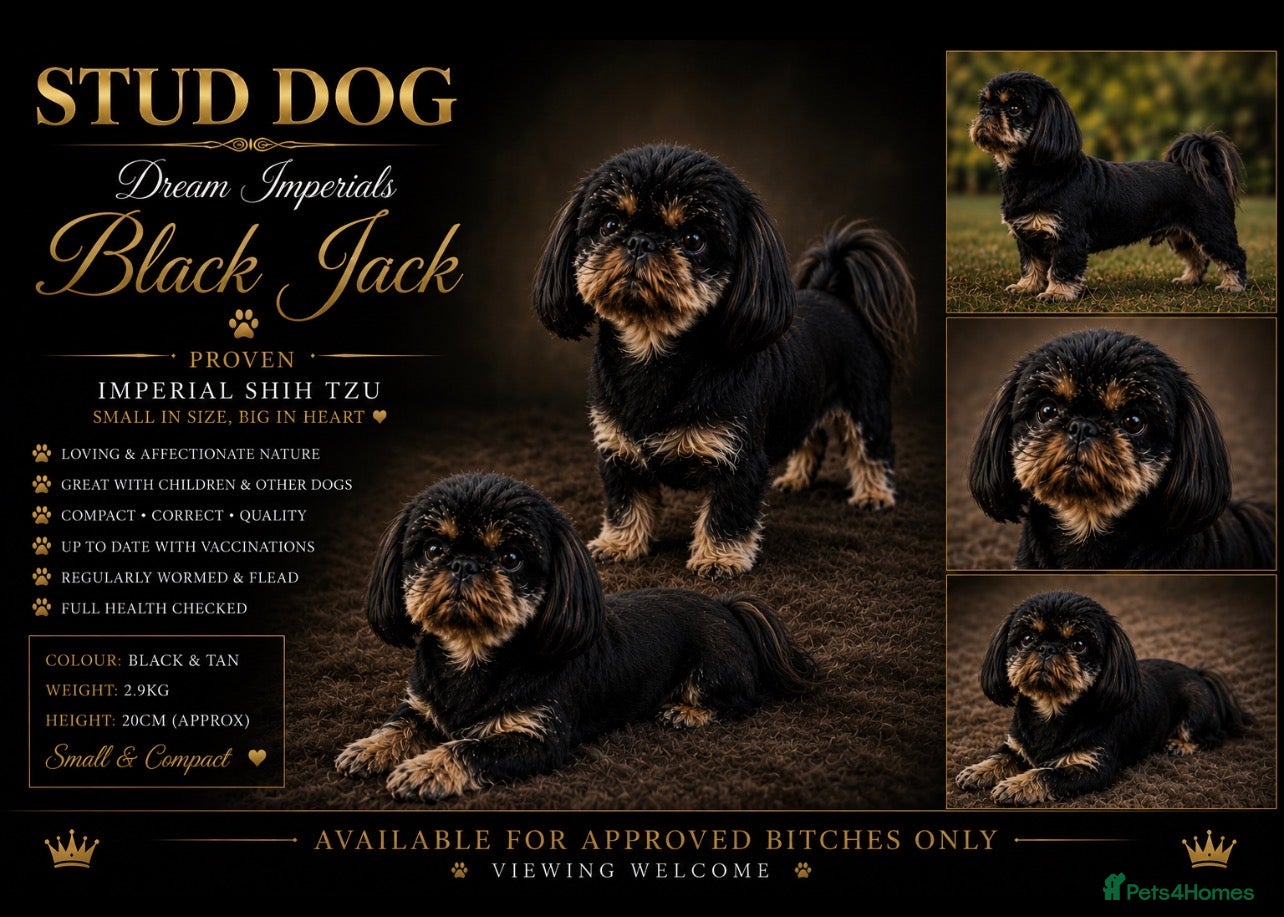 Shih Tzu dogs Black n Tan imperial Shih Tzu for stud  - Advert 1