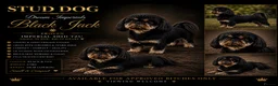 Shih Tzu dogs for stud: Black n Tan imperial Shih Tzu for stud  - Advert 1