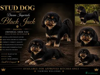 Shih Tzu dogs Black n Tan imperial Shih Tzu for stud - Advert 1