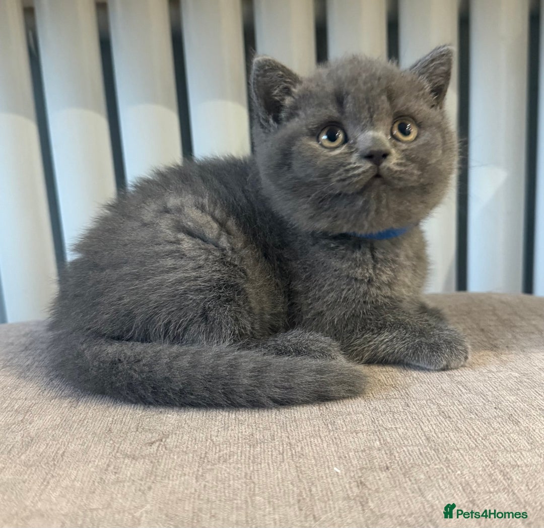British Shorthair cats for sale: 3 British Shorthair kittens ready for loving home  - Advert 1