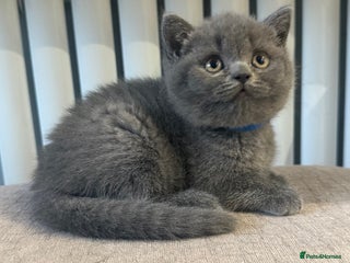 British Shorthair cats 3 British Shorthair kittens ready for loving home - Advert 6