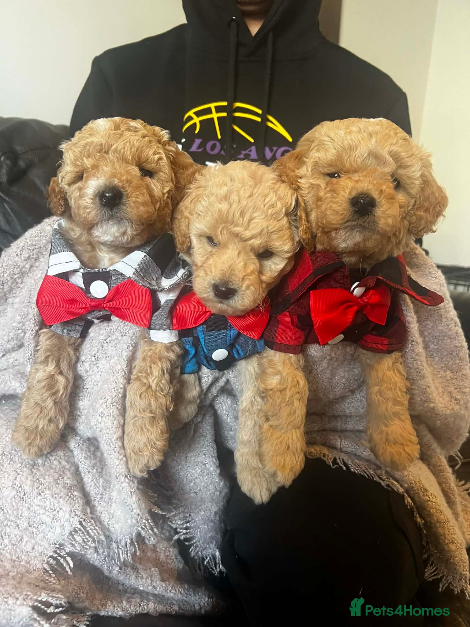 Maltipoo dogs Beautiful Maltipoo Puppies for Sale – 3 Boys - Advert 7