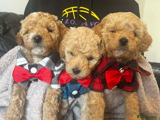 Maltipoo dogs Beautiful Maltipoo Puppies for Sale – 3 Boys - Advert 7