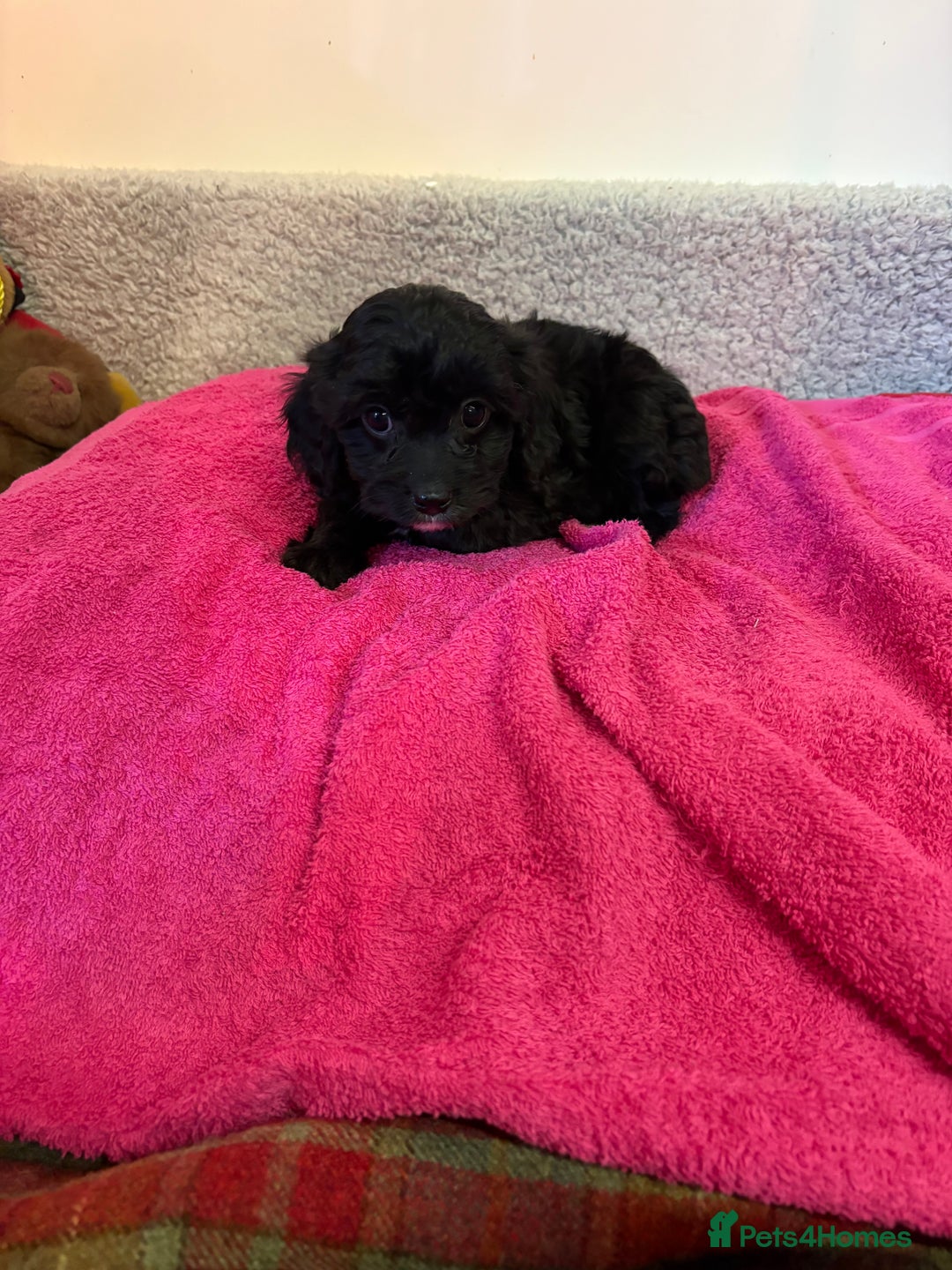 Cavapoo dogs for sale: F1 cavapoo  - Advert 5
