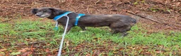Mixed Breed dogs for adoption: Mumma Jute - Advert 2