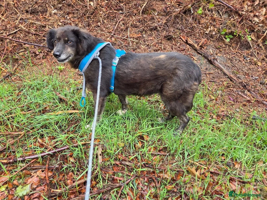 Mixed Breed dogs for adoption: Mumma Jute - Advert 2