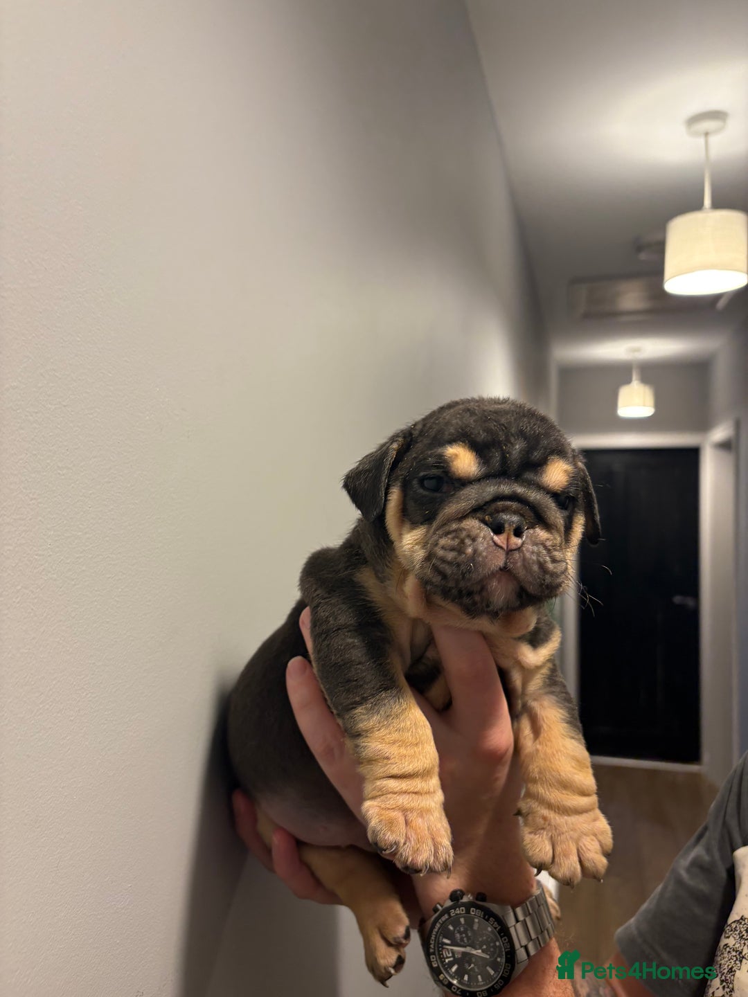 English Bulldog dogs for sale: English Bulldog puppies - Posherbulls bloodlines - Advert 11