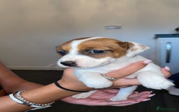 Jack Russell dogs for sale: Traditional jack Russell pups  - Image 3