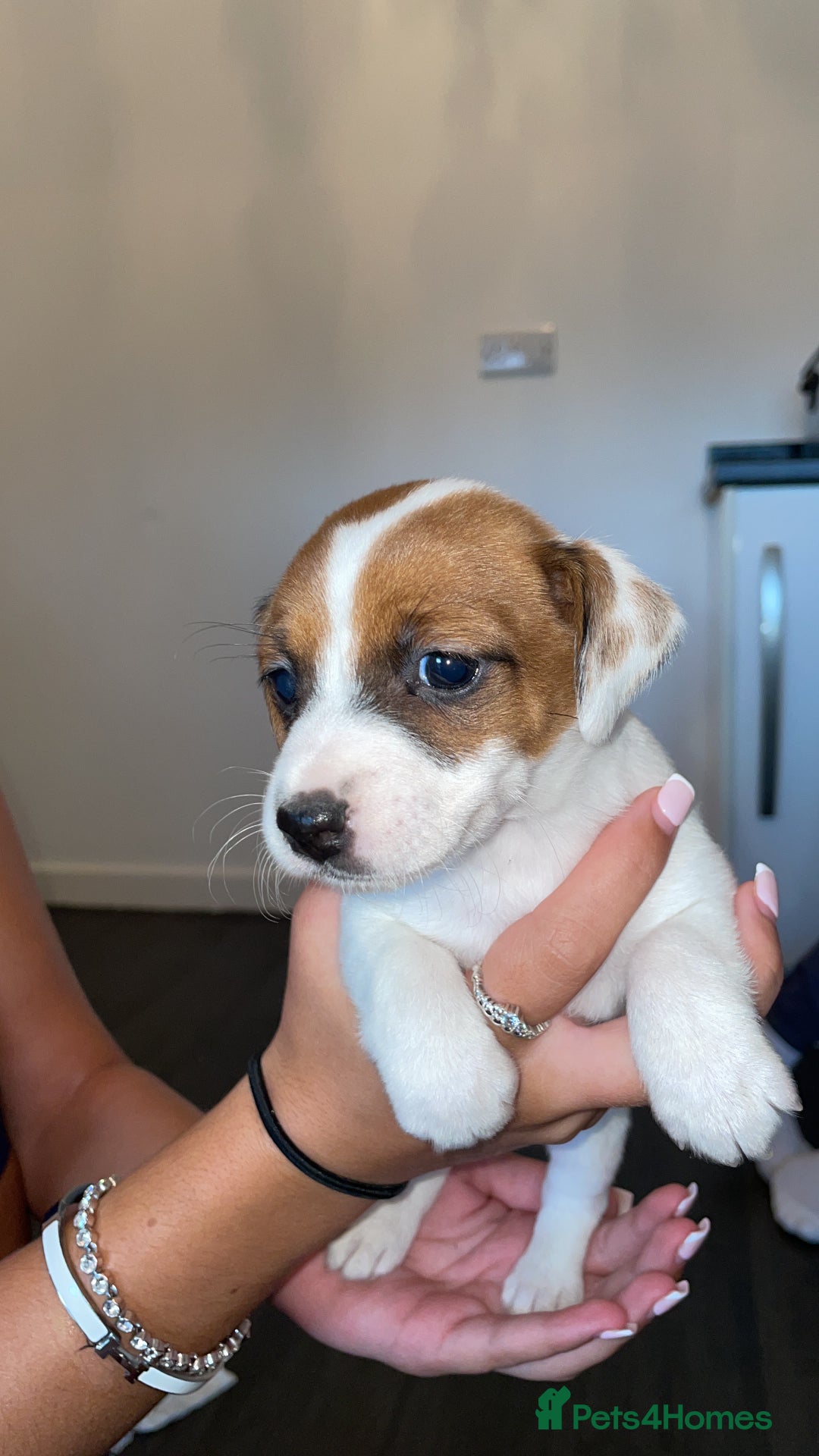 Jack Russell dogs for sale: Traditional jack Russell pups  - Image 3