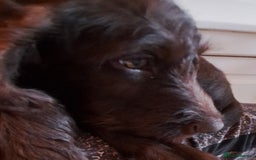 Mixed Breed dogs for sale: Poodle/pointer puppies in Cumnock - Image 11