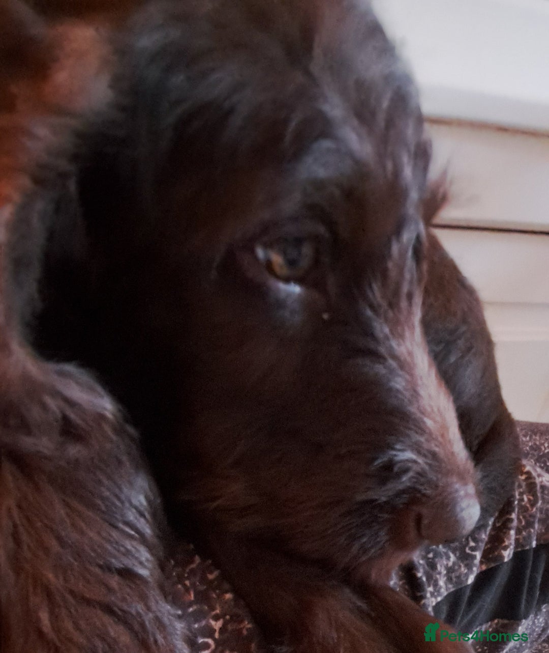 Mixed Breed dogs for sale: Poodle/pointer puppies in Cumnock - Image 11