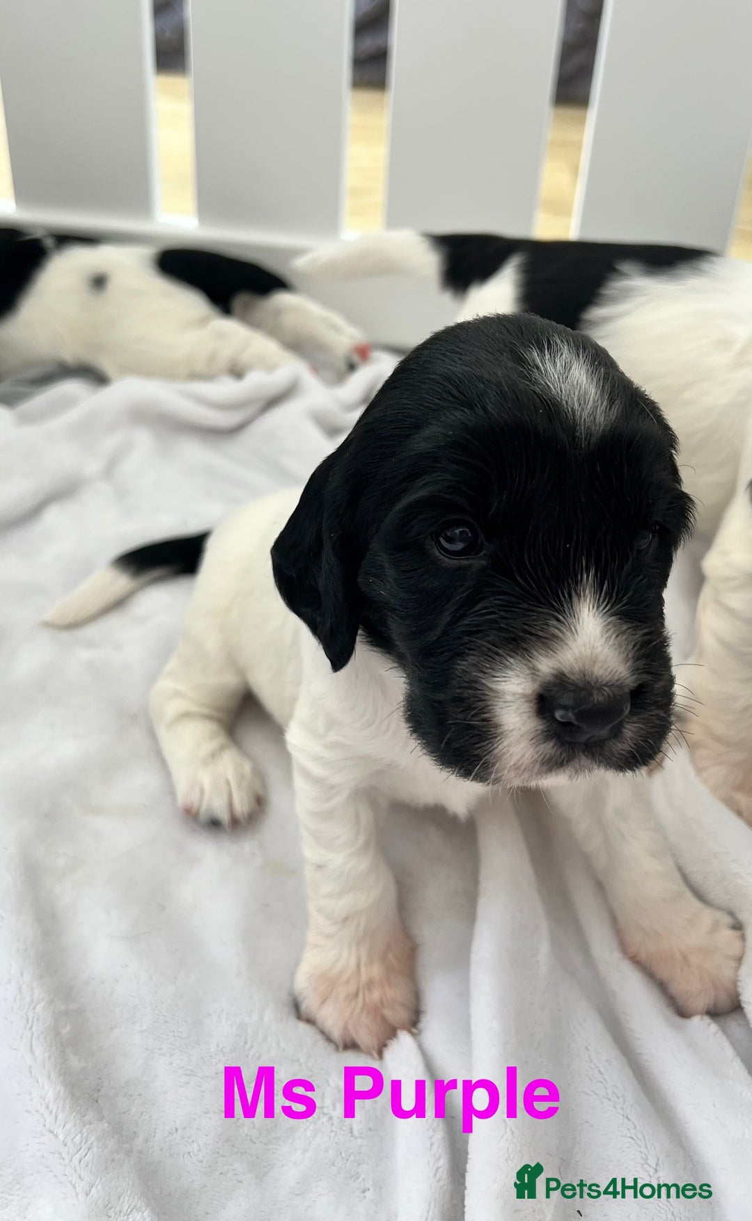 Sprocker dogs for sale: Sprocker Spaniel Puppies - Image 36